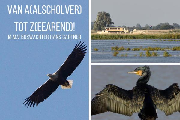 Vogelexcursie van Aalscholver tot Zeearend